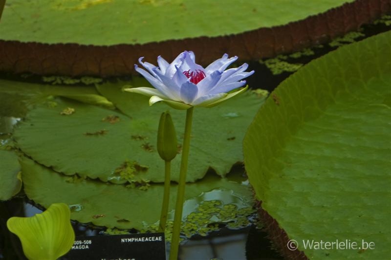 'Kew's Kabuki'.jpg